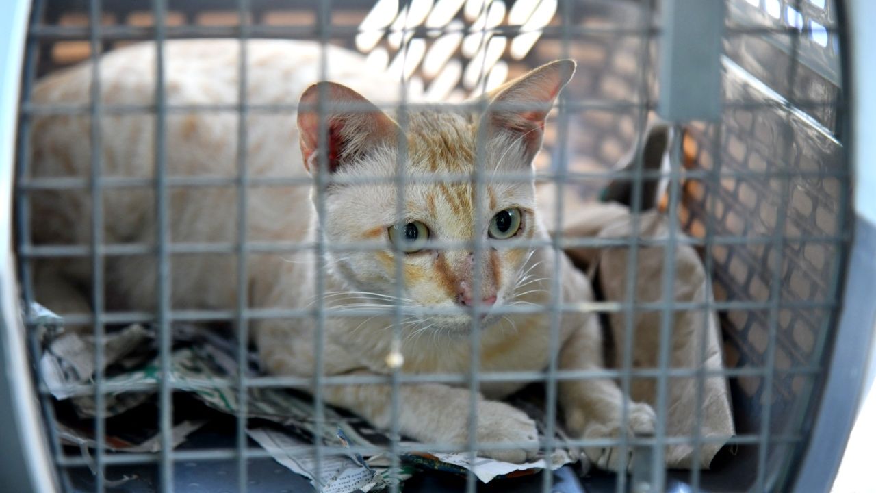 กทม. พบ 'น้องแมว' สวนลุมพินี ป่วยติดเชื้อรากินเนื้อ ล่าสุดส่งรักษาครบทุกตัวแล้ว