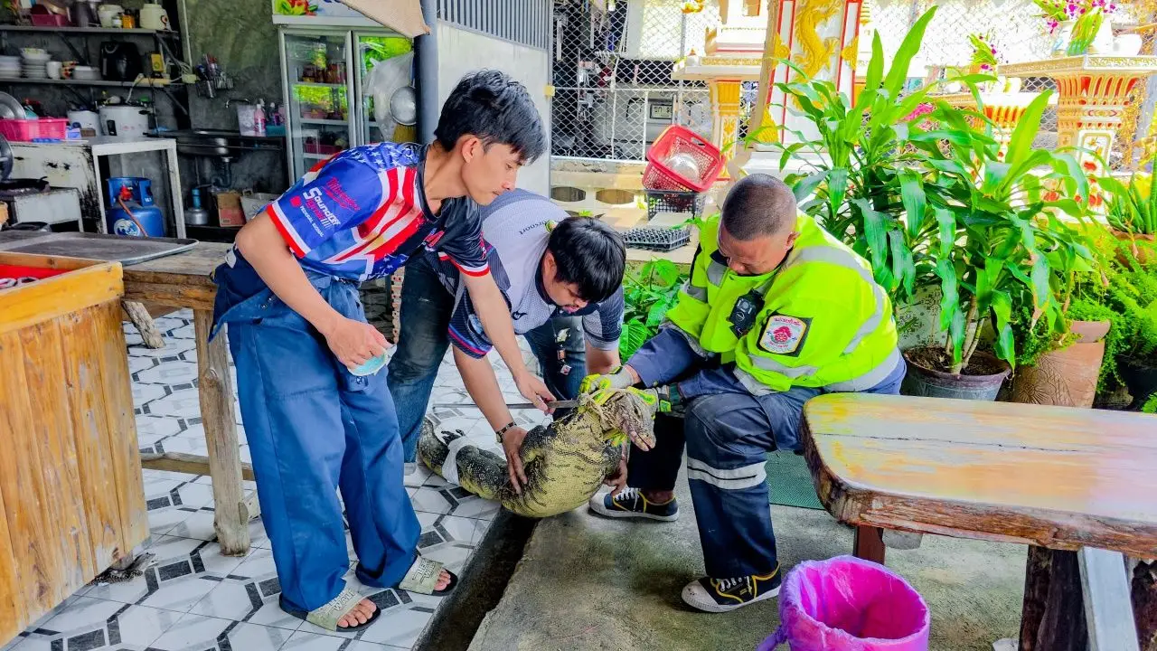 'ตัวเงินตัวทอง' ออกจากป่าหิวปุ๊บ บุกเข้าร้านตามสั่ง สุดท้ายโดนจับส่งกลับที่เดิม