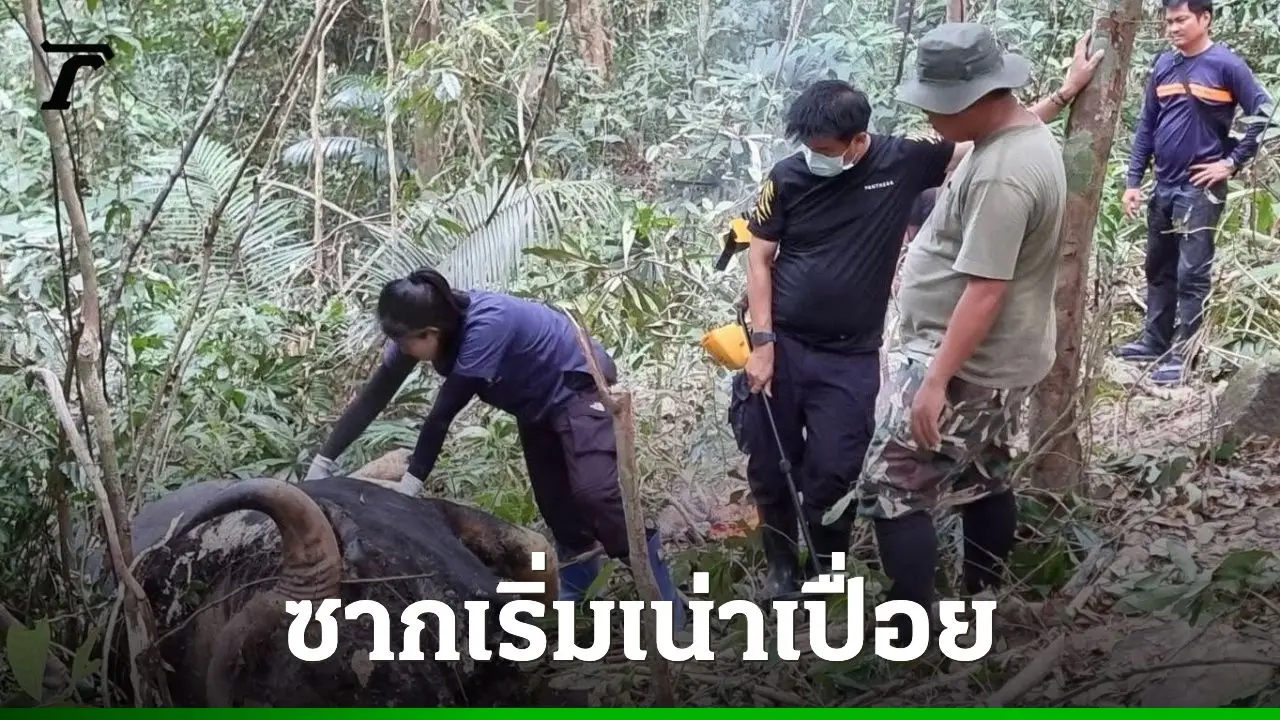 พบซาก 'กระทิง' กลางป่า จ.นครนายก คาดต่อสู้ชิงตำแหน่งจ่าฝูง จนพลัดตกเขาดับ