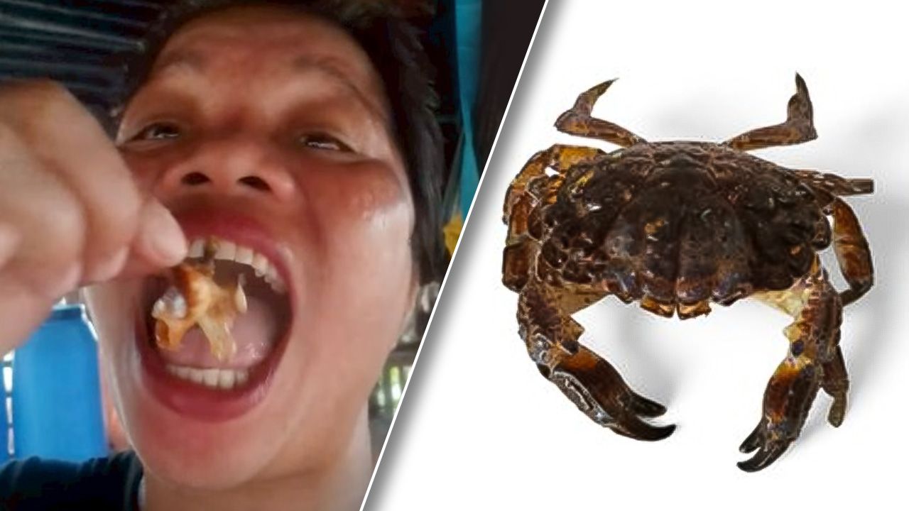 ช็อก อินฟลูฯ สายกินของฟิลิปปินส์ดับ หลังชิม 'ปูปีศาจ' ทำคอนเทนต์