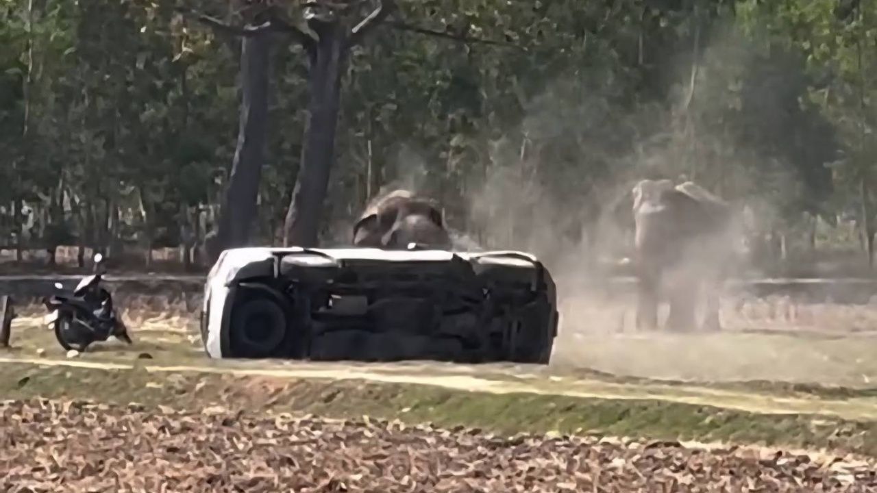 'ช้างเพชรอุทัย' ทำร้ายเจ้าของสาหัส โมโหโดนเร่งตอนผสมพันธุ์ ไล่แทงรถพรุน 2 คัน