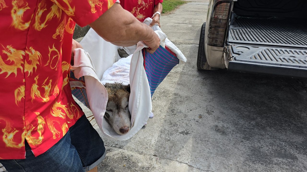 เจ้าของร้อนใจวอน ตร. เร่งตามตัว คนทำร้าย 'สุนัขไซบีเรียน' จุดไฟเผาทั้งเป็น