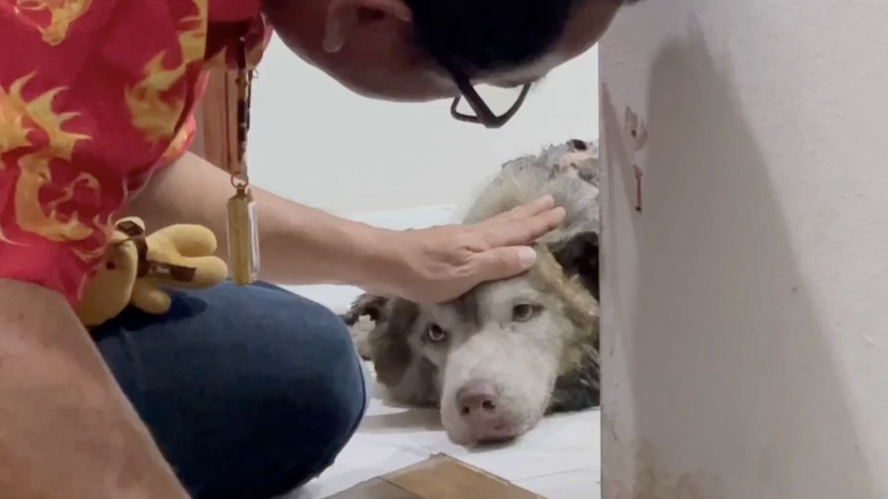 พลเมืองดี เล่านาทีเจอ 'มอลลี่' ไซบีเรียนถูกไฟเผา นอนหมดแรงอยู่ริมสระน้ำ