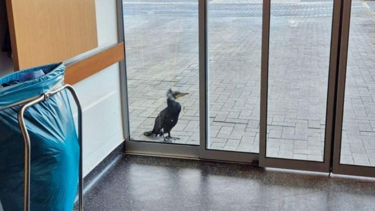 นกบาดเจ็บเคาะกระจกหาหมอโรงพยาบาลด้วยตัวเอง