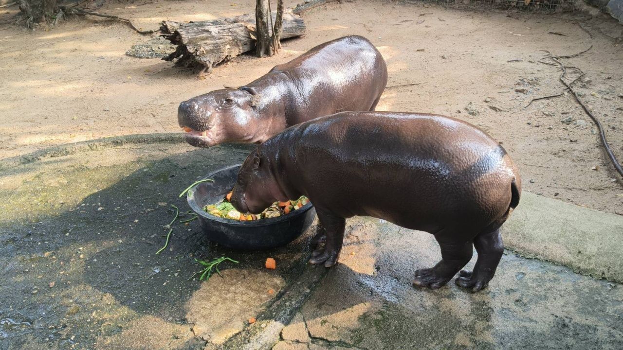 พี่เลี้ยง 'หมูเด้ง' ยืนยันสภาพคอกเป็นพฤติกรรมธรรมชาติของฮิปโปฯ ย้ำไม่ได้หวังผลกำไร