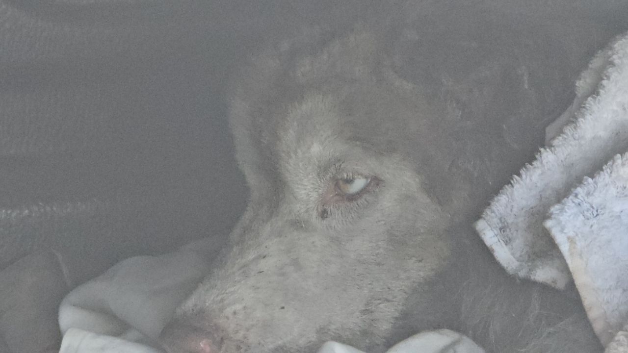 ตร.รู้เบาะแสแล้ว คดี 'มอลลี่' ไซบีเรียนถูกจุดไฟเผาทั้งเป็น คาดได้ตัวผู้ก่อเหตุ 1-2 วัน