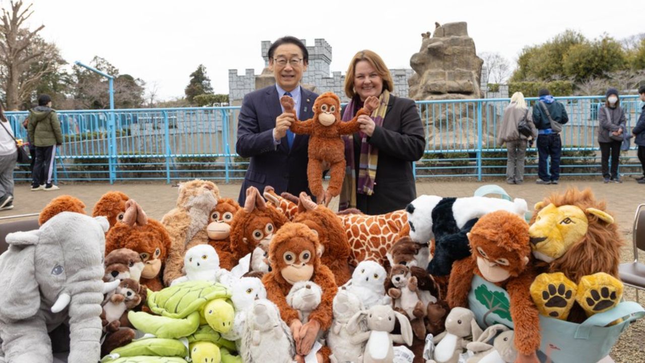 IKEA ญี่ปุ่น มอบตุ๊กตาอุรังอุตัง 'แม่ของพันซ์คุง' ให้สวนสัตว์อิชิกาวะ