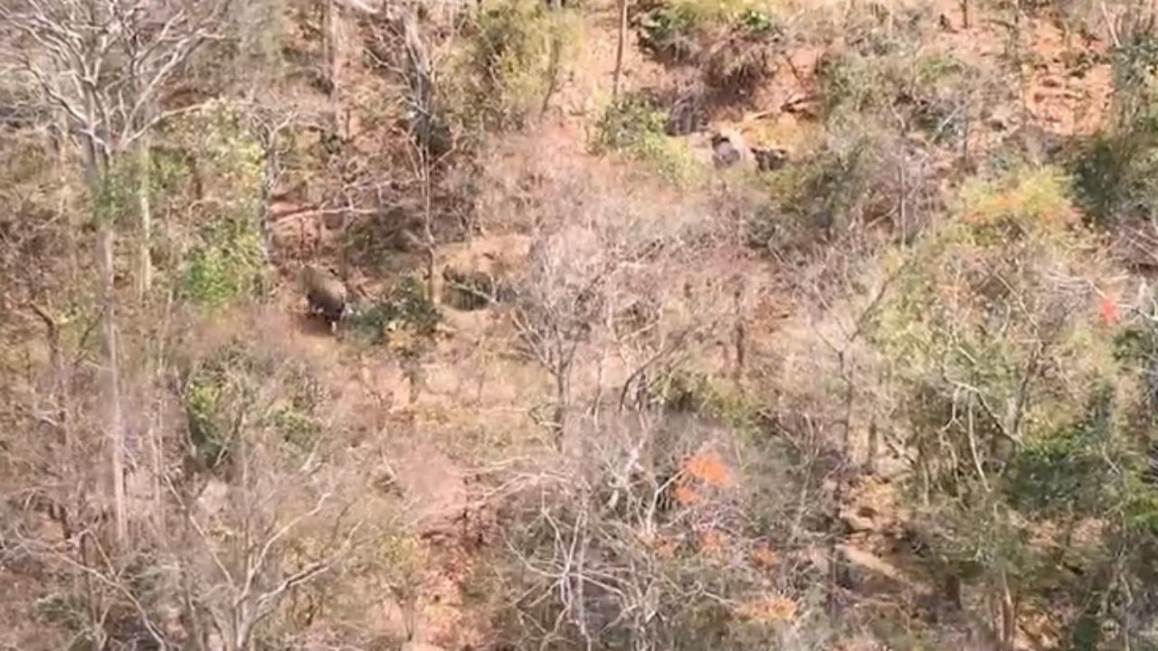 เจ้าหน้าที่บิน ฮ. พบ 'ช้างป่า' วิ่งหนี 'ไฟป่า' ในเขตรักษาพันธุ์สัตว์ป่าภูเขียว