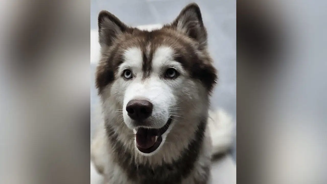สุดเศร้า 'น้องมอลลี่' สุนัขไซบีเรียนถูกจุดไฟเผา ล่าสุดกลับดาวหมาแล้ว