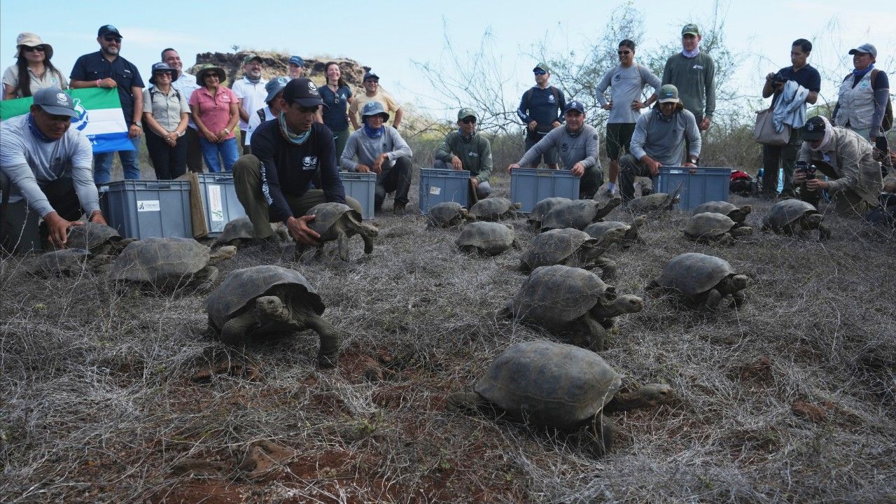 'เต่ายักษ์' กลับคืนสู่เกาะกาลาปากอส หลังสูญพันธุ์ไปกว่า 180 ปี