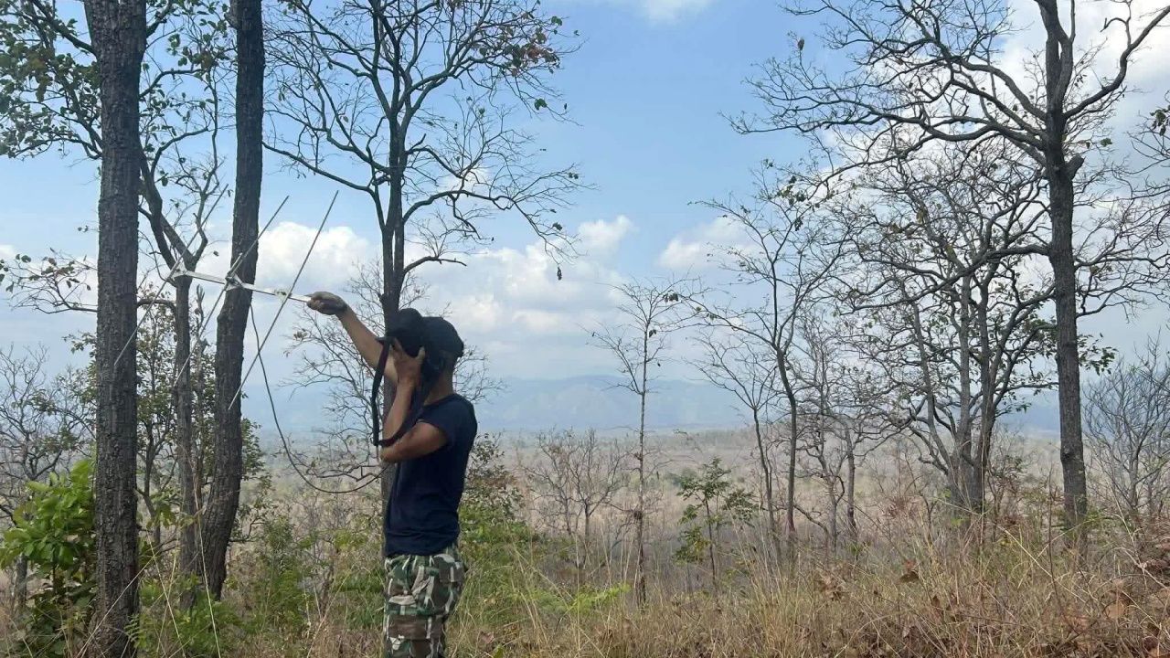 เขตรักษาพันธุ์ฯ ห้วยขาแข้ง ปิด 'หอนกยูง' หลังเสือโคร่ง 'สอนสา' มาอาศัยและตกลูก