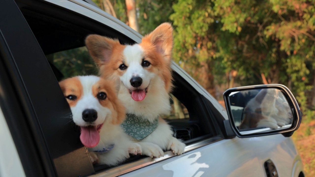 ผจญภัยกับสัตว์เลี้ยงแสนรัก ใน Ford Everest Platinum