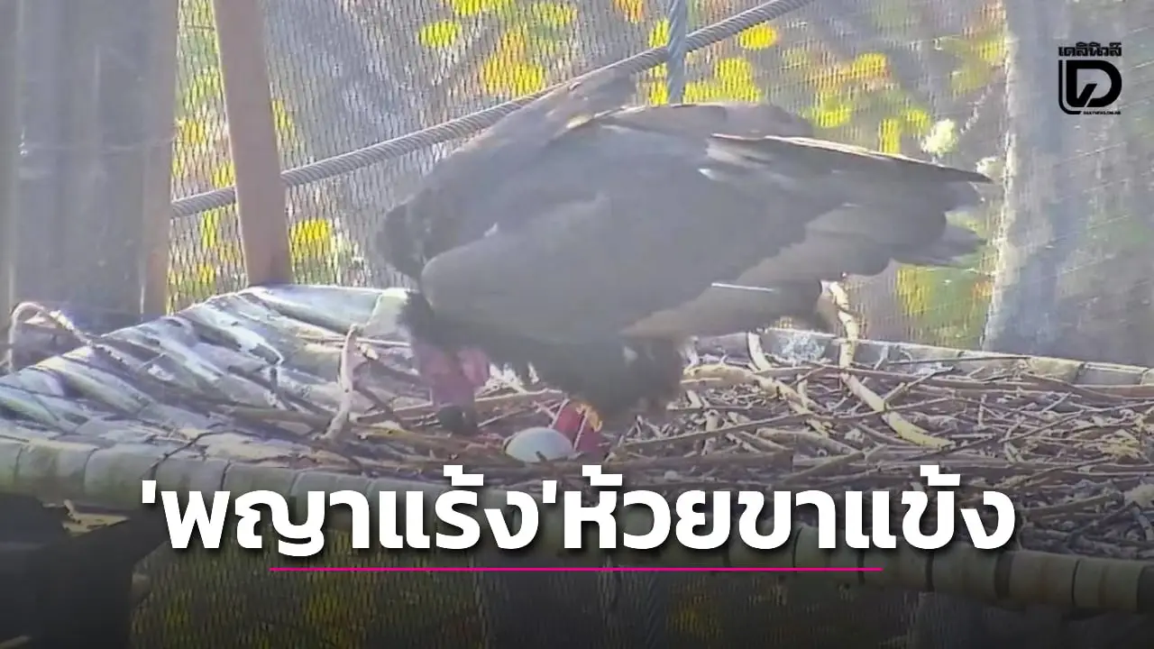 หายไปกว่า 30 ปี! ‘พญาแร้ง’ ห้วยขาแข้งวางไข่ใบที่ 2 ฟื้นฟู ‘นักกำจัดขยะแห่งพงไพร’