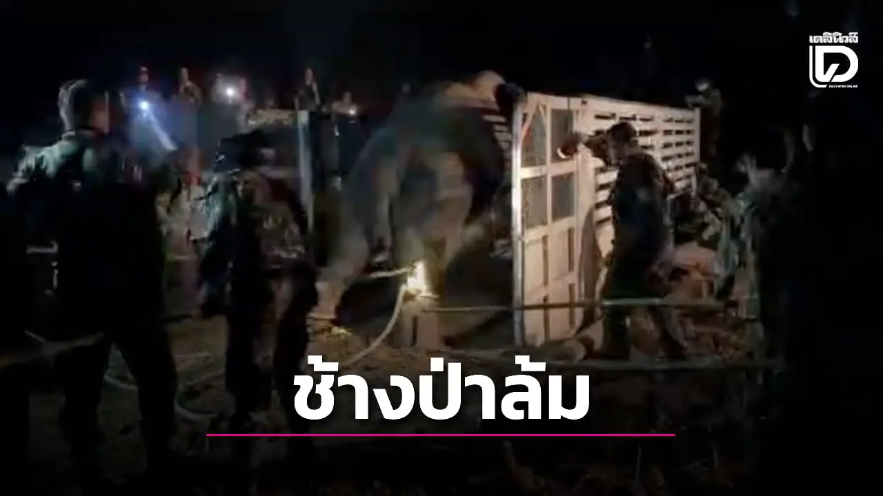 สลด ‘พลายสีดอหูพับ’ ช้างป่าฆ่า 2 ศพ หัวใจล้มเหลวล้มขณะขนย้าย