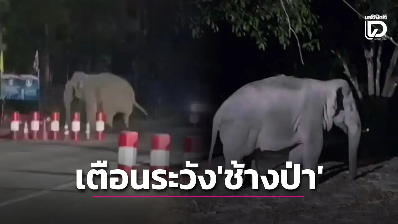 ช้างป่าบุกระทึก 2 จังหวัด! ‘นครนายก’ ขย้ำสวนพังยับ-‘ตาก’ เดินผ่านด่าน