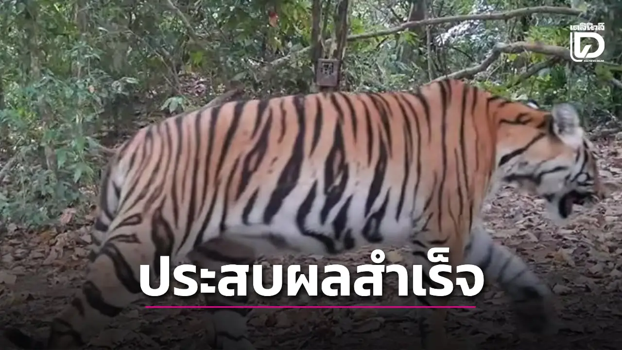 ป่ามรดกโลกสมบูรณ์! พบ ‘เสือโคร่ง’ โผล่หน้ากล้อง อุทยานแห่งชาติกุยบุรี ตอกย้ำประสิทธิภาพการอนุรักษ์