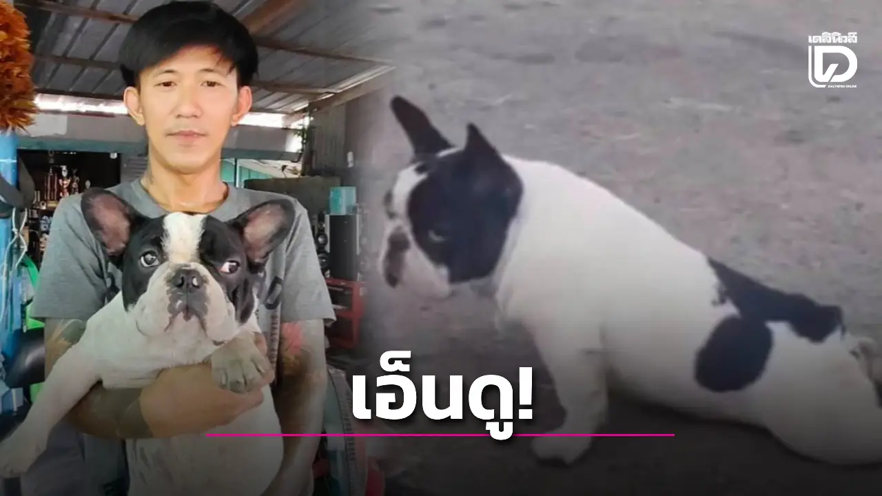 เนียนกริบ! ‘เจ้าอั่งเปา’ เฟรนช์บูลด็อก เจ้าบทบาท แกล้งพิการเรียกคะแนนสงสาร