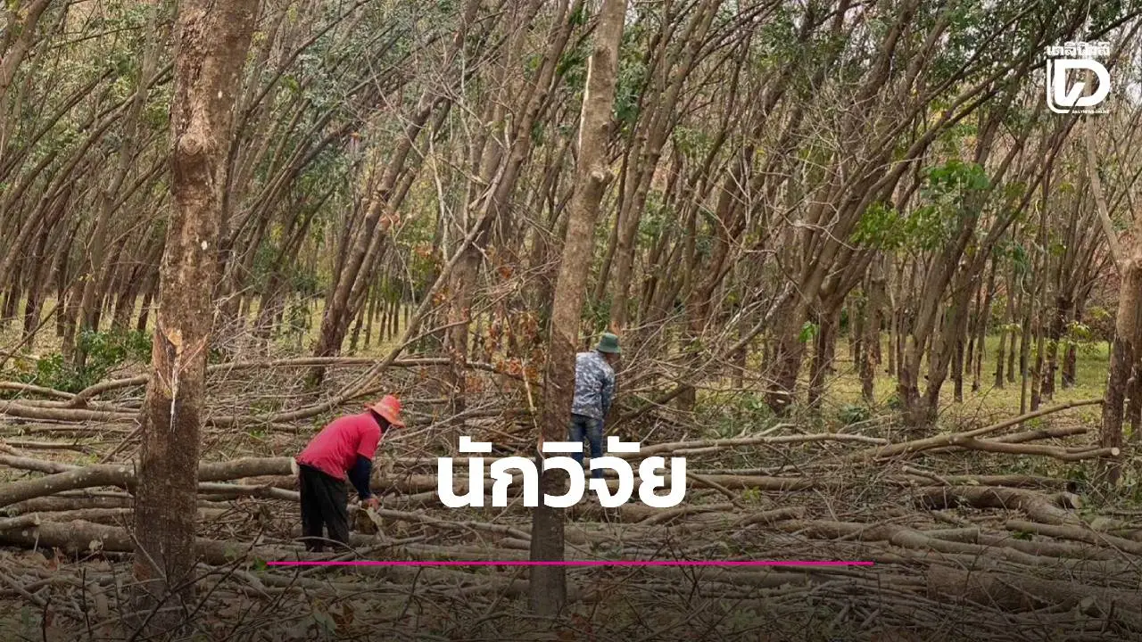 ส่งข้อเสนอโครงการวิจัย ปีงบฯ 70 ชิงทุนวิจัยฯ กยท. ยกระดับยางไทย