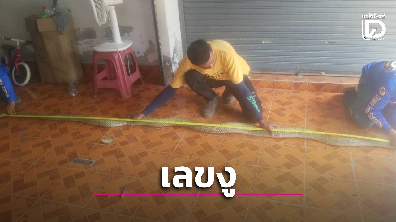 สยบ 'จงอางยักษ์' 4.2 เมตรซุกครัวสะบ้าย้อย ทุบสถิติใหญ่สุด คอหวยแห่ส่องเลขที่บ้าน