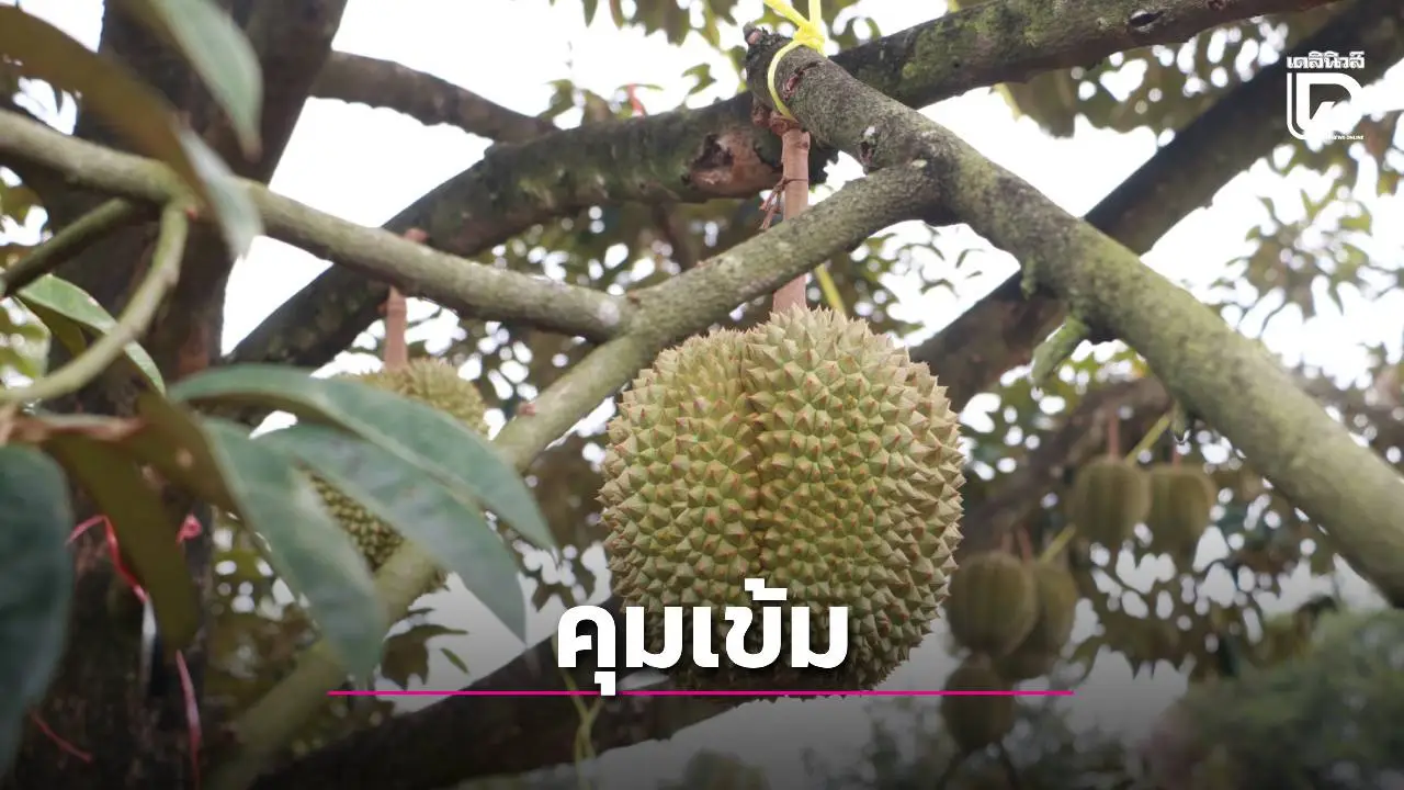 คุมเข้มคุณภาพ – มาตรฐานทุเรียน ยกระดับการส่งออก สร้างความเชื่อมั่นผู้บริโภค