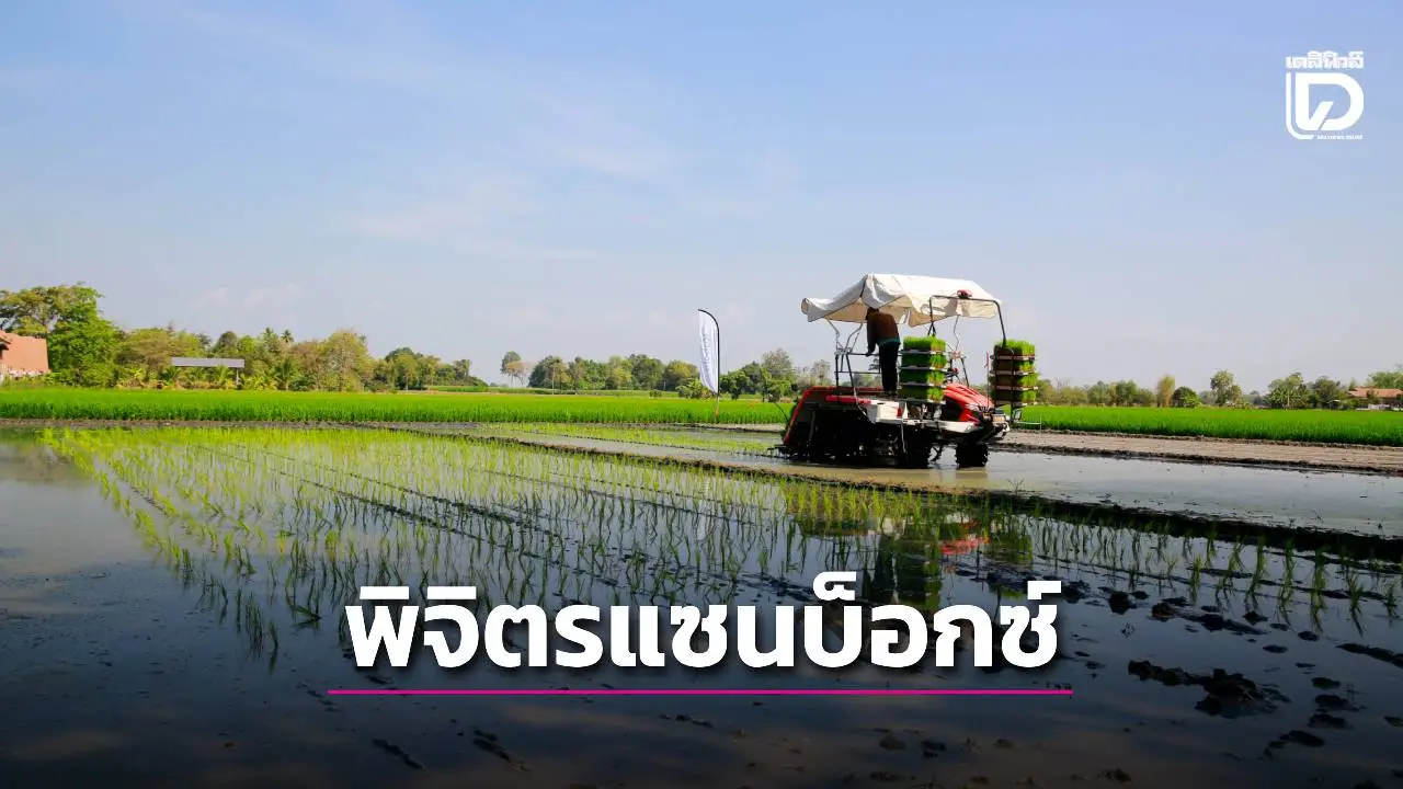 ต้นแบบนาดำคาร์บอนต่ำ'พิจิตรแซนบ็อกซ์'จากนาหว่านสู่นาดำด้วยวิธีปลูกแบบเปียกสลับแห้ง