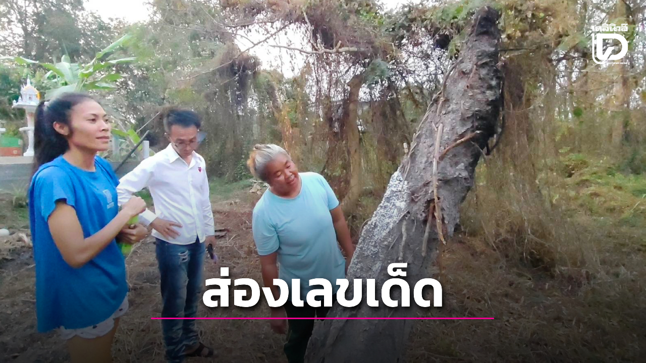 ฮือฮา! จอมปลวกคล้ายพญานาคโผล่กลางป่า คอหวยตาลุกรีบส่องเลขเด็ด