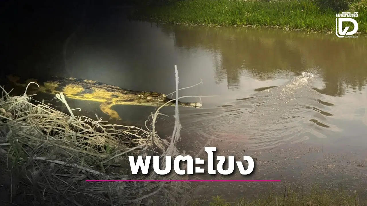 สุดตื่นเต้น พบ ‘ตะโขง’ ในธรรมชาติ บ่งชี้ความสมบูรณ์ของป่าพรุตากใบ นราธิวาส