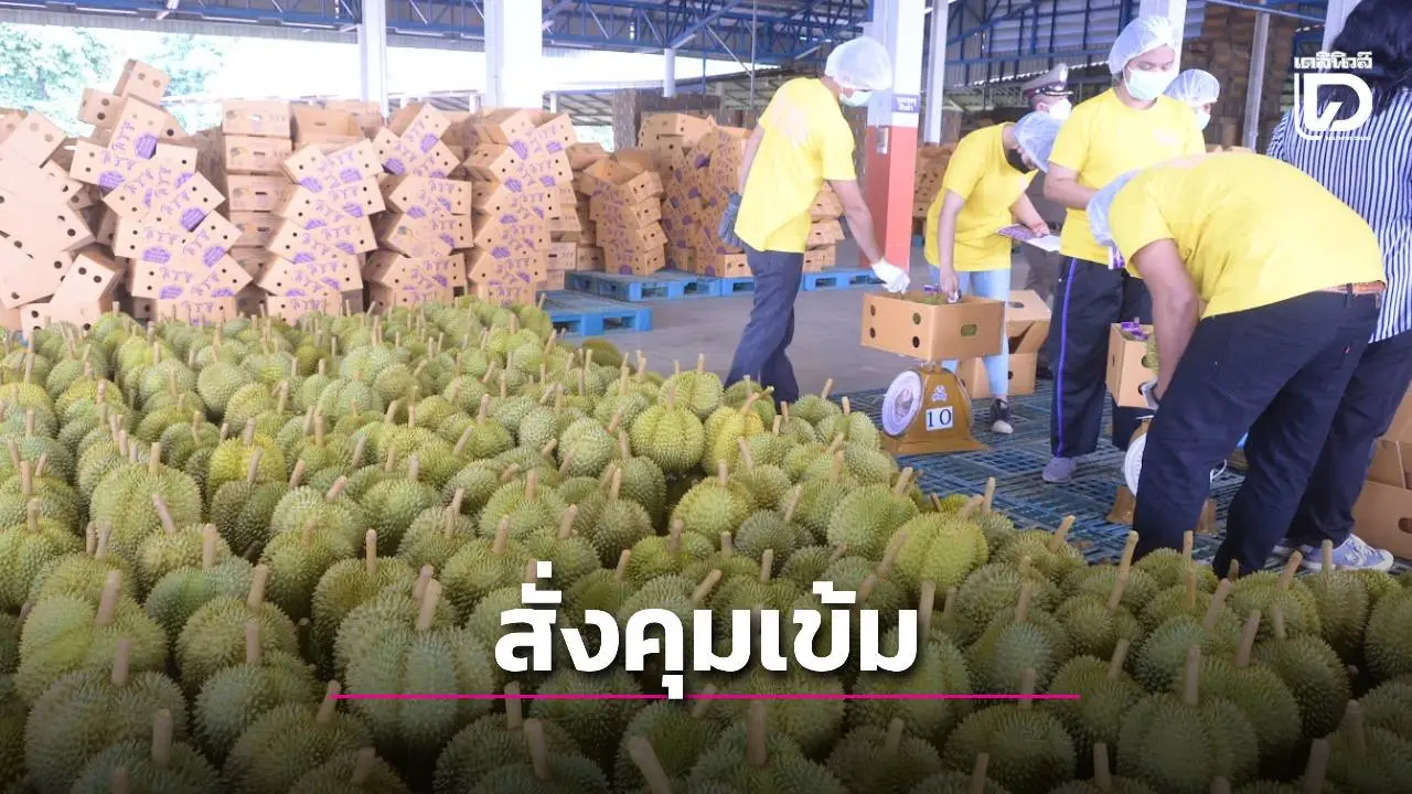 สั่งคุมเข้มทุเรียนส่งออกย้ำมาตรการ '4 ไม่' ฝ่าฝืนระงับส่งออกทันที