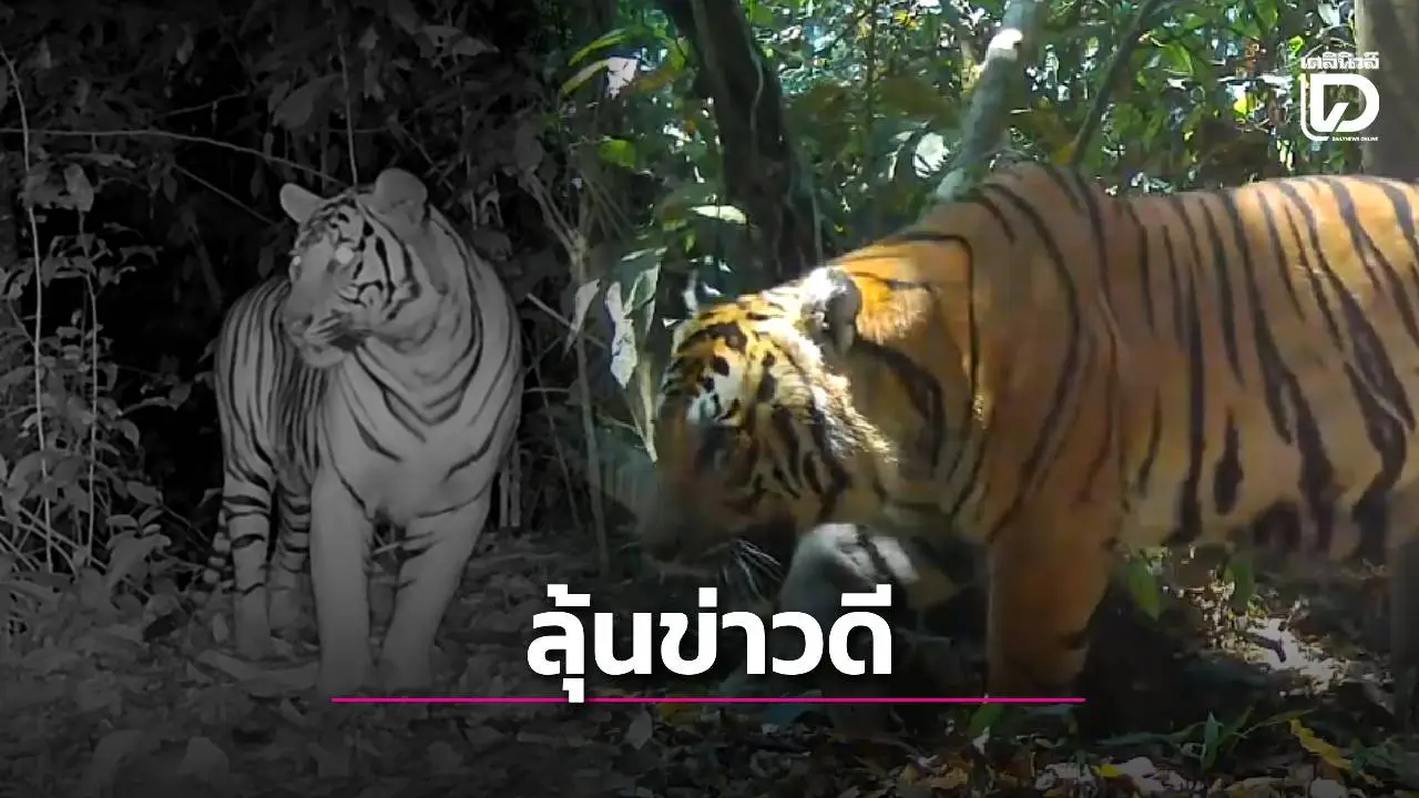 ‘เสือณเดช’ มีรักครั้งใหม่กับ ‘เสือสาวแรกรุ่น’ กล้องดักถ่ายบันทึกภาพชัดเจน ลุ้นข่าวดีได้ลูกเสือคอกใหม่