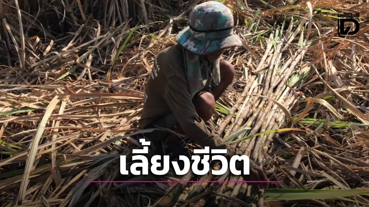 ชาวไร่อ้อยสุรินทร์เร่งเก็บเกี่ยว หวั่นชายแดนตึงเครียดซ้ำ เกรงอพยพรอบ 3 กระทบรายได้