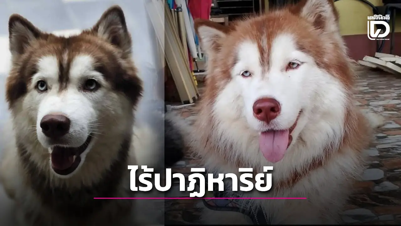 ข่าวเศร้า! ไร้ปาฏิหาริย์ 'มอลลี่' ถูกคนเอาน้ำมันราดจุดไฟเผา จากไปแล้ว