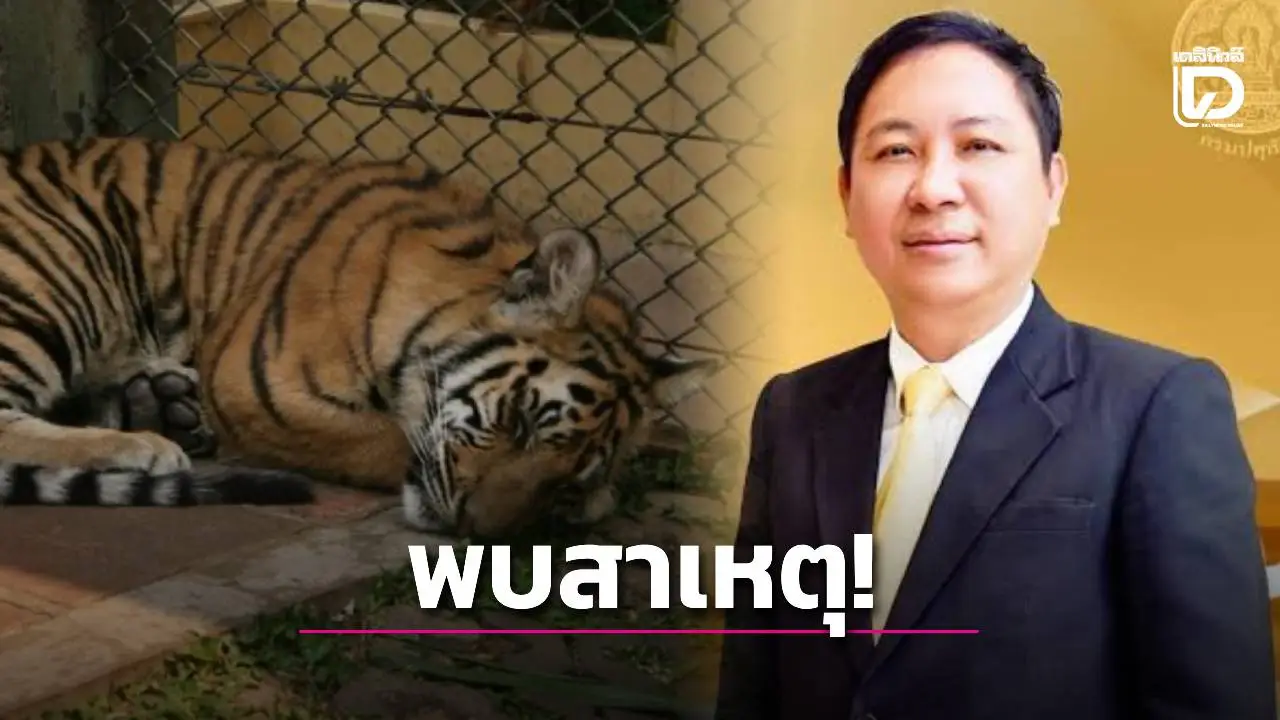 พบสาเหตุ ‘เสือโคร่ง’ ตาย 72 ตัว ติดเชื้อไข้หัดแมว ระดมฉีดพ่นฆ่าเชื้อ-ทำวัคซีนด่วน!