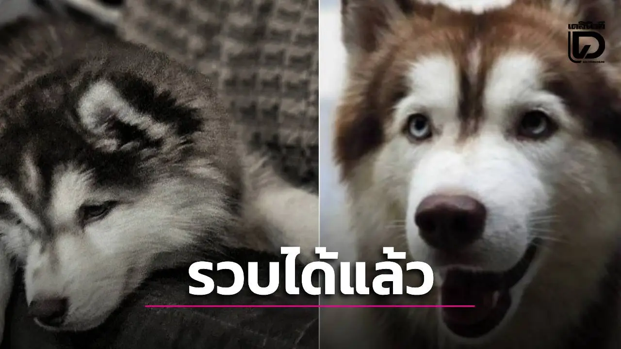 ข่าวดี! รวบแล้วมือเผา 'เจ้ามอลลี่' เจ้าของโพสต์แจ้งไม่รอดแน่ ชาวเน็ตแห่ลุ้นโฉมหน้าคนใจเหี้ยม
