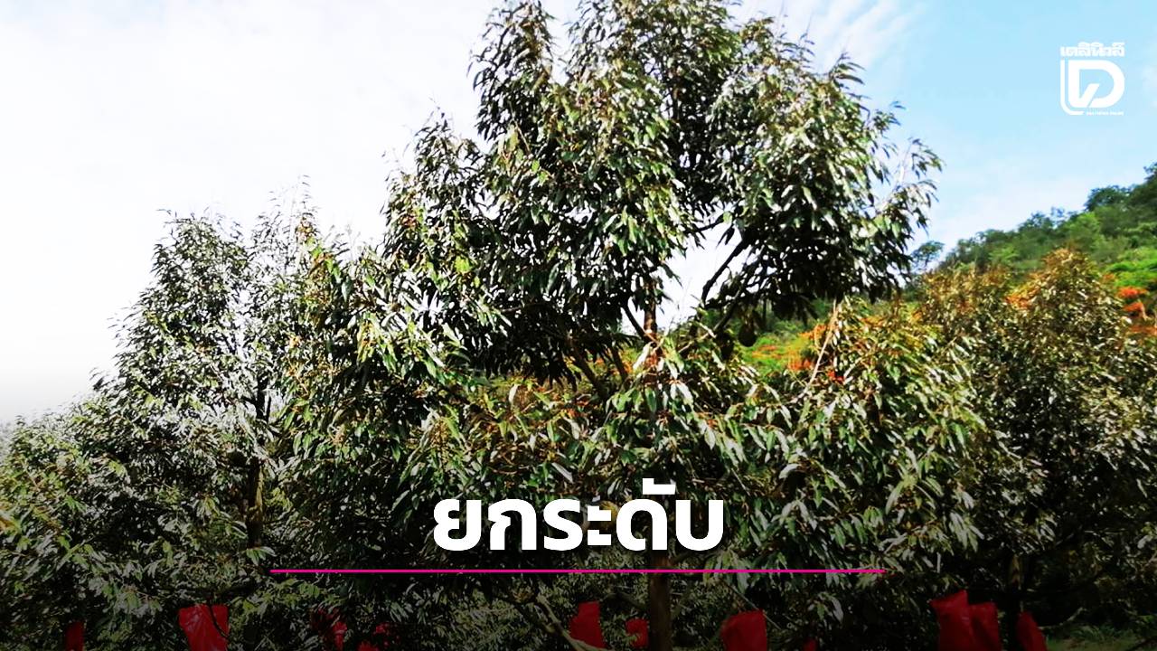 เดินหน้ายกระดับ 'ทุเรียนคุณภาพจันทบุรี'