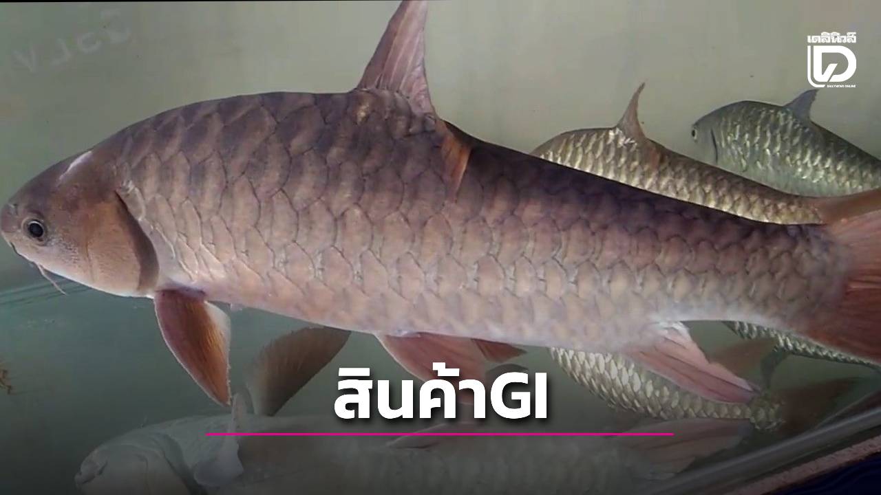 ดัน 'ปลาพลวงชมพู' ขึ้นแท่นสินค้า GI ดาวรุ่งตัวใหม่ของยะลา
