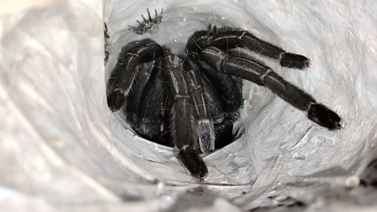 คอหวยฝ่าความมืด ทำพิธีขอเลขเด็ด 'พญาบึ้ง' แม่ลูกอ่อน ลุ้นงวด 16/3/69