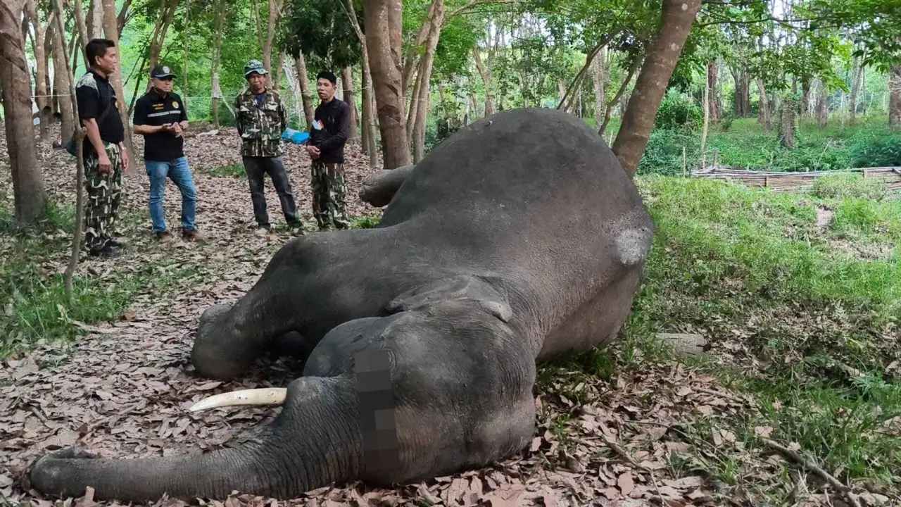 'ช้างป่าภูวัว' ล้มดับปริศนาในสวนยาง จ.บึงกาฬ ไร้รอยแผล อุทยานฯ สั่งเร่งหาสาเหตุ