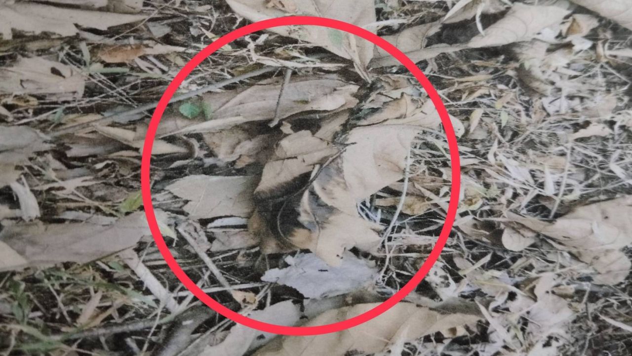 ศาลสั่งจำคุก 1 ปี 4 เดือน 'มือเผาป่า' รายแรก ที่แพร่ ปรับหนักหลักแสน