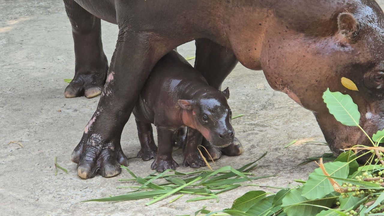 สวนสัตว์ขอนแก่น ปลื้มสมาชิกใหม่ 'ลูกฮิปโปแคระ' เป็นน้องของหมูด้วง หลานหมูเด้ง