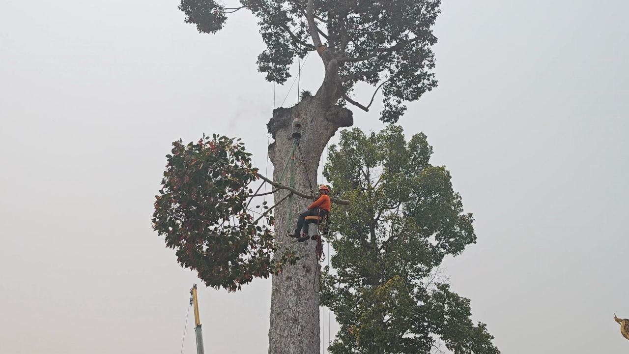 รุกขกรรักษา 'ต้นไม้หมายเมือง' อายุกว่า 226 ปี เชียงใหม่ หลังกิ่งหักวันพญาวัน