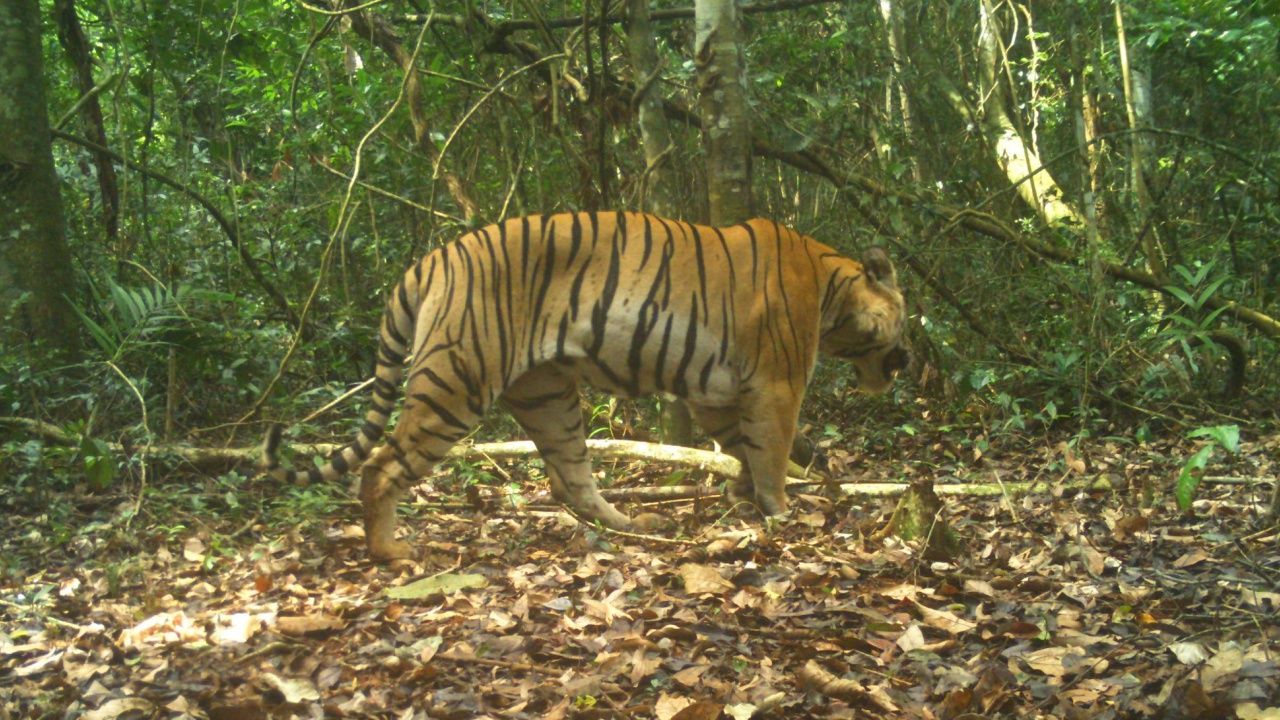 'ศรีโกสา' เสือโคร่งตัวสำคัญของฐานข้อมูลประชากร 'ดงพญาเย็น-เขาใหญ่' สิ้นใจแล้ว