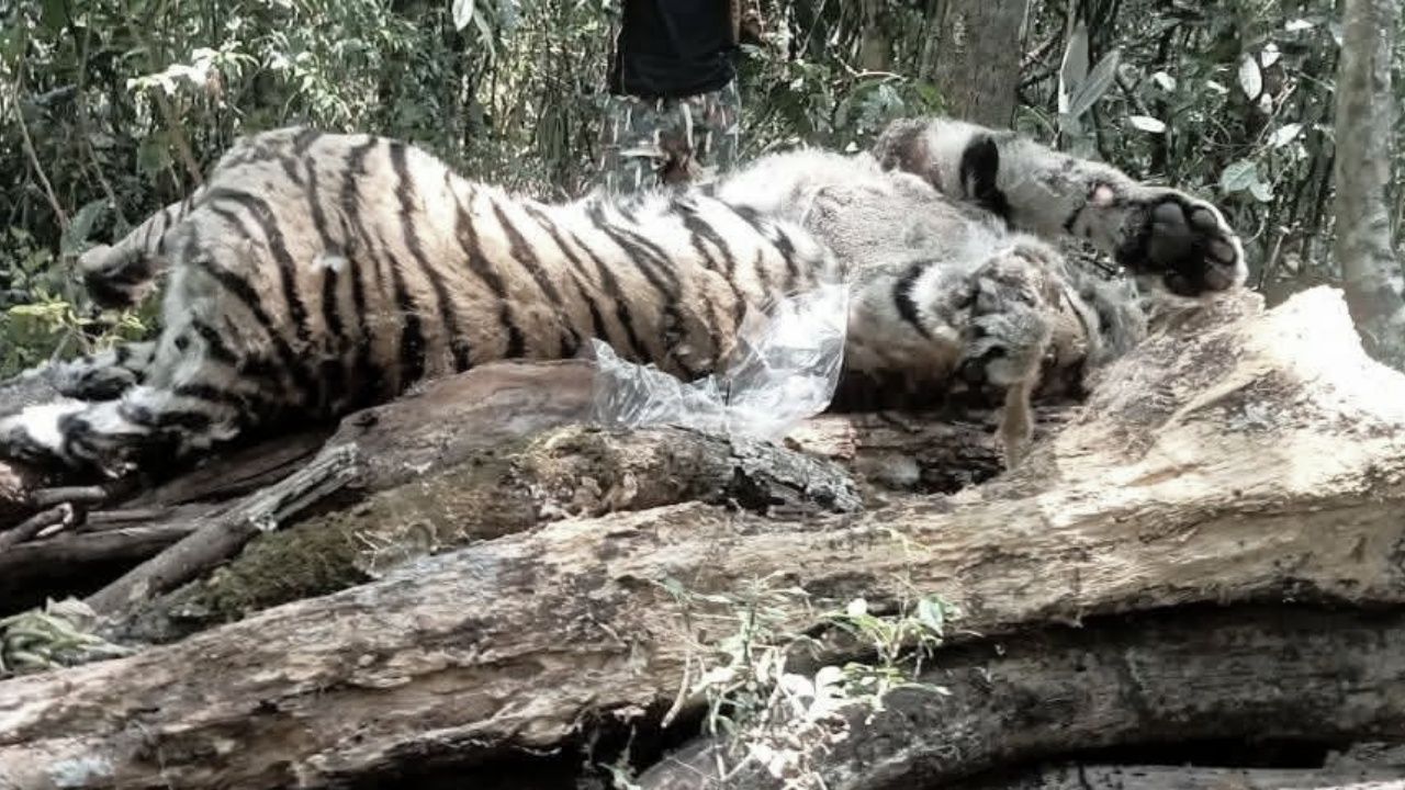 พบซาก 'เสือโคร่งวัยรุ่น' สิ้นใจกลางป่า คาดต่อสู้กับเจ้าถิ่นชิงอาณาเขต จนตัวตาย