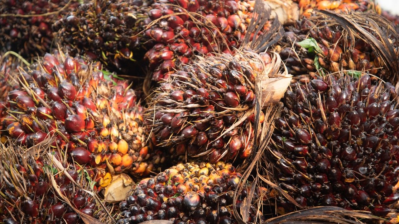 'พาณิชย์' สั่งตรวจเข้มราคารับซื้อปาล์มทั่วประเทศ หวั่นกดราคาเกษตรกร ดันใช้ไบโอดีเซลเพิ่ม