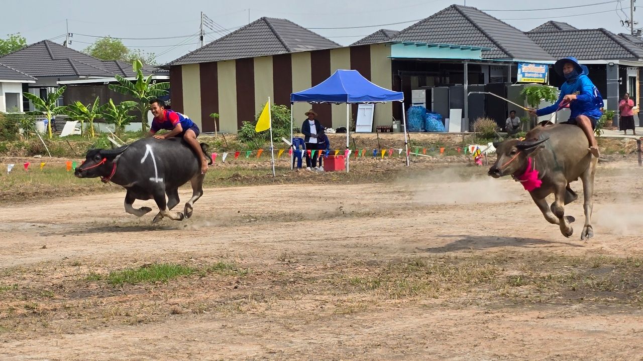 เริ่มแล้ว งานแข่งวิ่งควายไทย 2569 สืบสานประเพณีพื้นบ้านท้องถิ่นไม่ให้สูญหาย