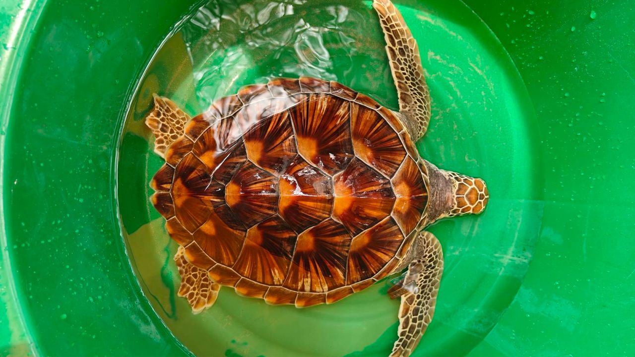 ฮือฮา พบ 'เต่าตนุ' สัตว์ทะเลหายาก ลอยเกยตื้นที่หาดกมลา จังหวัดภูเก็ต