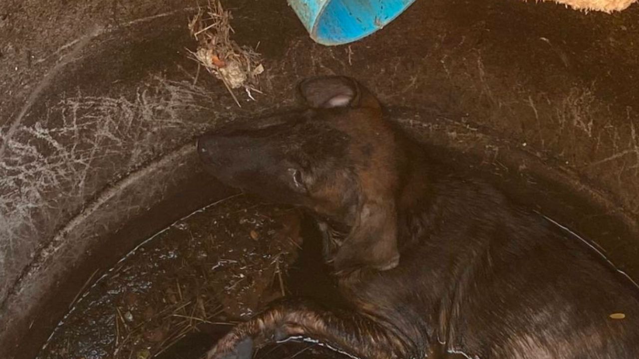 สลด หญิงวัย 67 โรยตัวลงบ่อเกรอะช่วยสุนัข สุดท้ายขาดอากาศเสียชีวิต