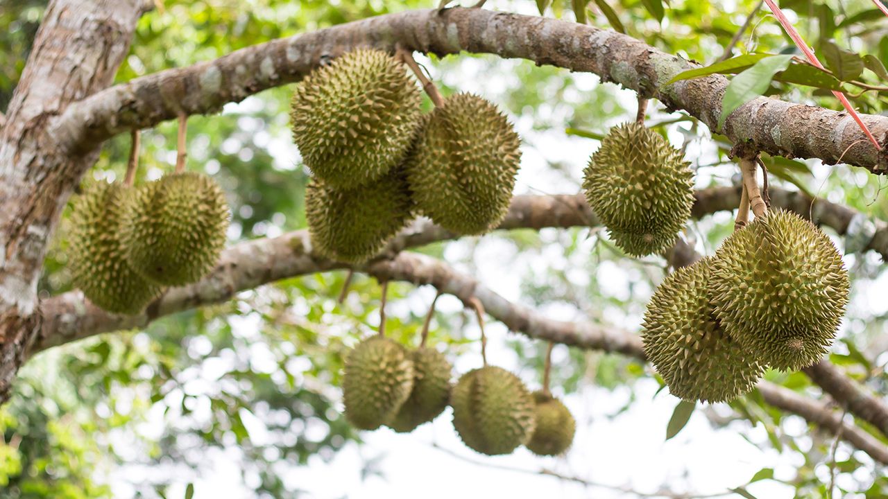 พาณิชย์แจงปม 'ทุเรียนลูกละ 100 บาท' พิมรี่พาย ยันแค่โปรโมชันเกรดรอง