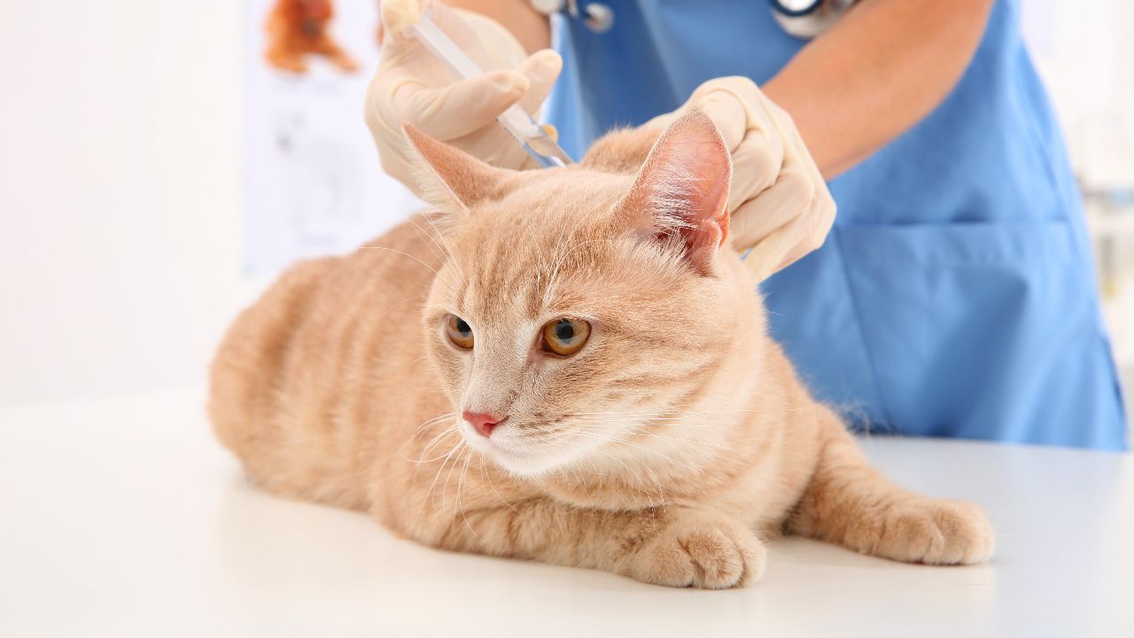 สตาร์ทอัพญี่ปุ่นยื่นขออนุมัติ 'ยาแก้โรคไตวายเรื้อรัง' ในแมว