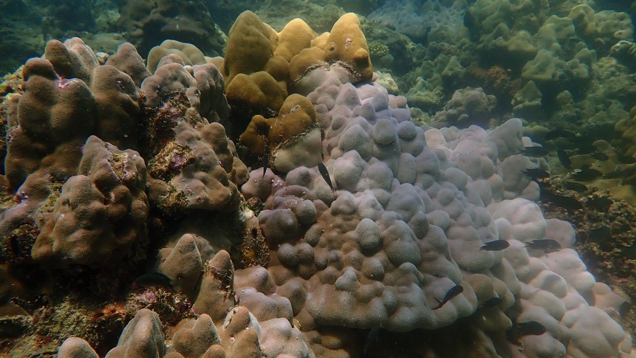 อุทยานฯ พบ 'ปะการังฟอกขาว' กลับมาอีกครั้ง หลังอุณหภูมิน้ำพุ่ง 32 องศาฯ