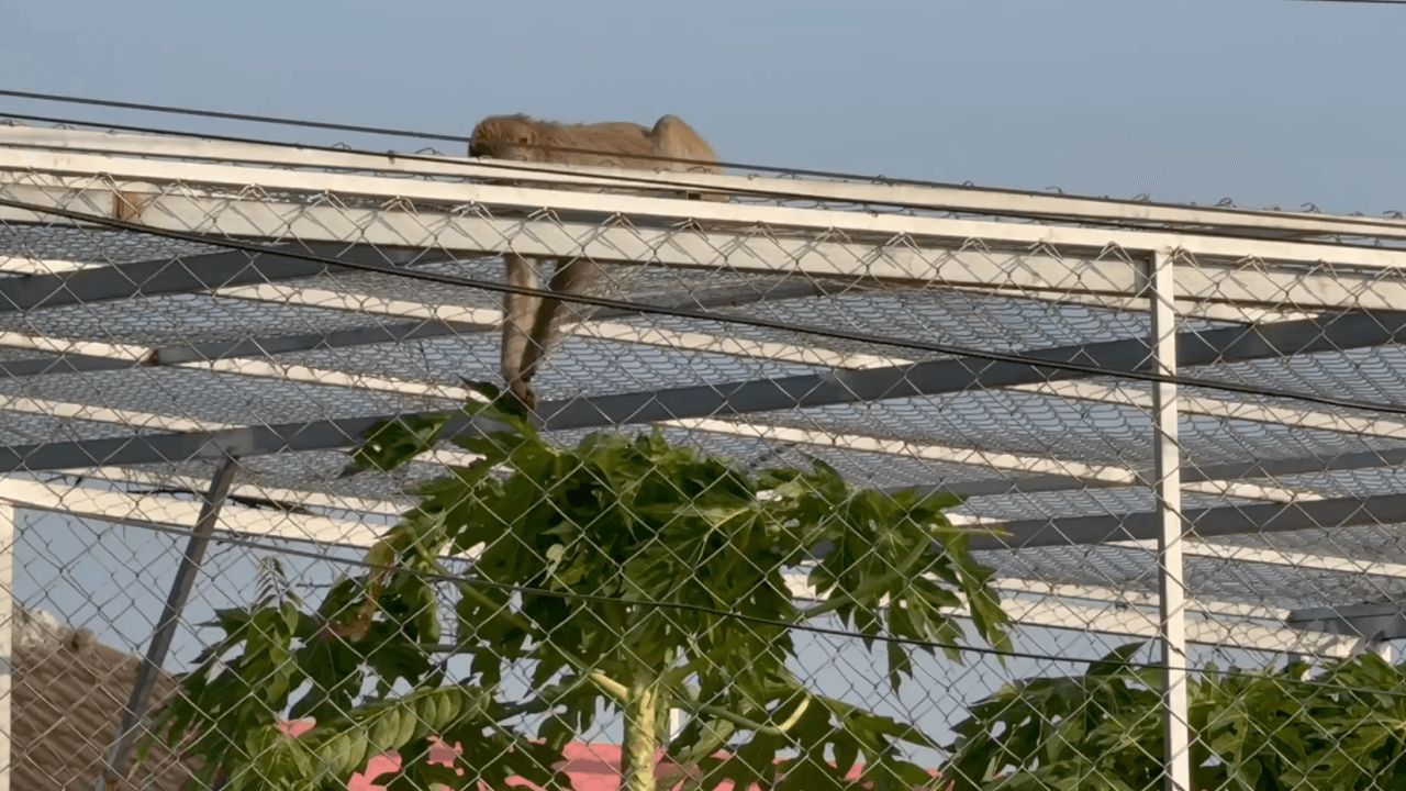 ร้อน-แล้ง 'ฝูงลิงแสม' บุกเมือง รื้อบ้าน คุ้ยขยะหาอาหาร